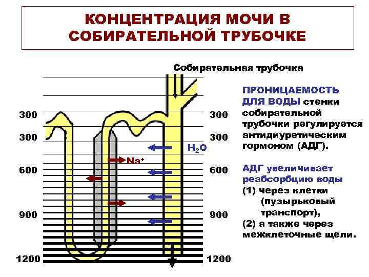 КОНЦЕНТРАЦИЯ МОЧИ В СОБИРАТЕЛЬНОЙ ТРУБОЧКЕ Собирательная трубочка 300 300 600 Na+ Н 2 О