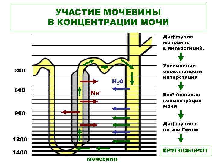 УЧАСТИЕ МОЧЕВИНЫ В КОНЦЕНТРАЦИИ МОЧИ Диффузия мочевины в интерстиций. 300 Н 2 О 600