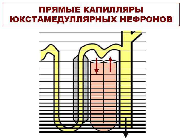 ПРЯМЫЕ КАПИЛЛЯРЫ ЮКСТАМЕДУЛЛЯРНЫХ НЕФРОНОВ 