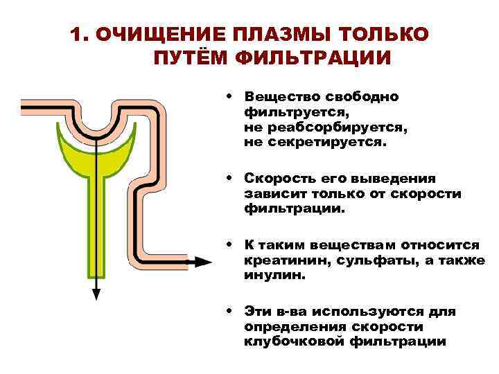 1. ОЧИЩЕНИЕ ПЛАЗМЫ ТОЛЬКО ПУТЁМ ФИЛЬТРАЦИИ • Вещество свободно фильтруется, не реабсорбируется, не секретируется.