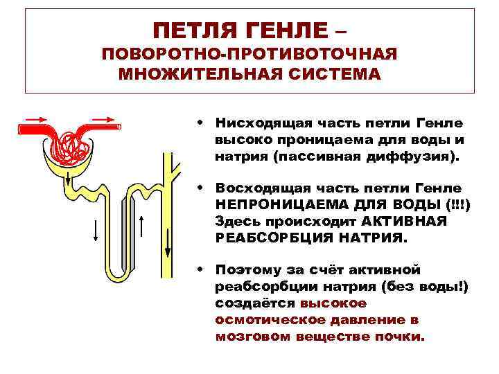 ПЕТЛЯ ГЕНЛЕ – ПОВОРОТНО-ПРОТИВОТОЧНАЯ МНОЖИТЕЛЬНАЯ СИСТЕМА • Нисходящая часть петли Генле высоко проницаема для