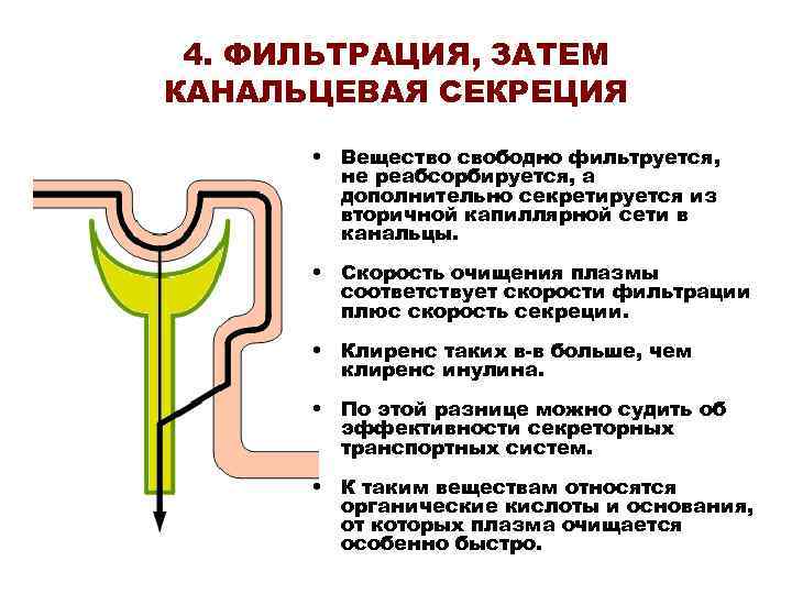 Свободное вещество. Канальцевая фильтрация в норме. Канальцевая секреция ПАГ. Секреция парааминогиппуровой кислоты. Канальцевая секреция парааминогиппуровой кислоты.