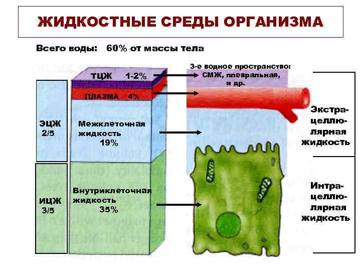 ЖИДКОСТНЫЕ СРЕДЫ ОРГАНИЗМА Всего воды: 60% от массы тела ТЦЖ ПЛАЗМА ЭЦЖ 2/5 ИЦЖ