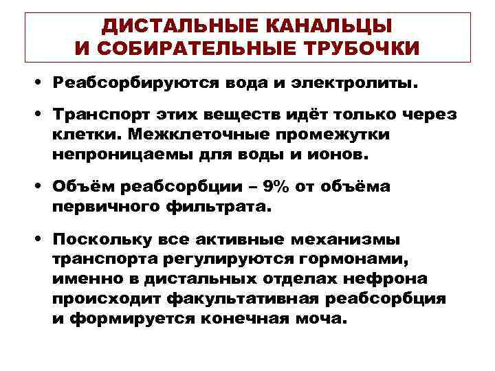 ДИСТАЛЬНЫЕ КАНАЛЬЦЫ И СОБИРАТЕЛЬНЫЕ ТРУБОЧКИ • Реабсорбируются вода и электролиты. • Транспорт этих веществ