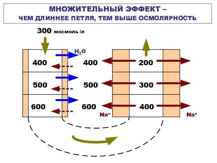 МНОЖИТЕЛЬНЫЙ ЭФФЕКТ – ЧЕМ ДЛИННЕЕ ПЕТЛЯ, ТЕМ ВЫШЕ ОСМОЛЯРНОСТЬ 300 мосмоль /л H 2