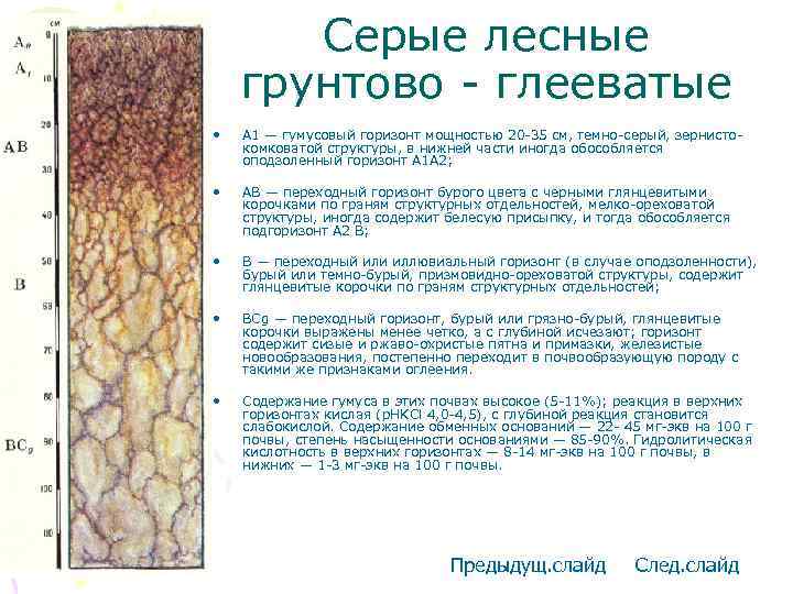 Серые лесные грунтово - глееватые • А 1 — гумусовый горизонт мощностью 20 -35