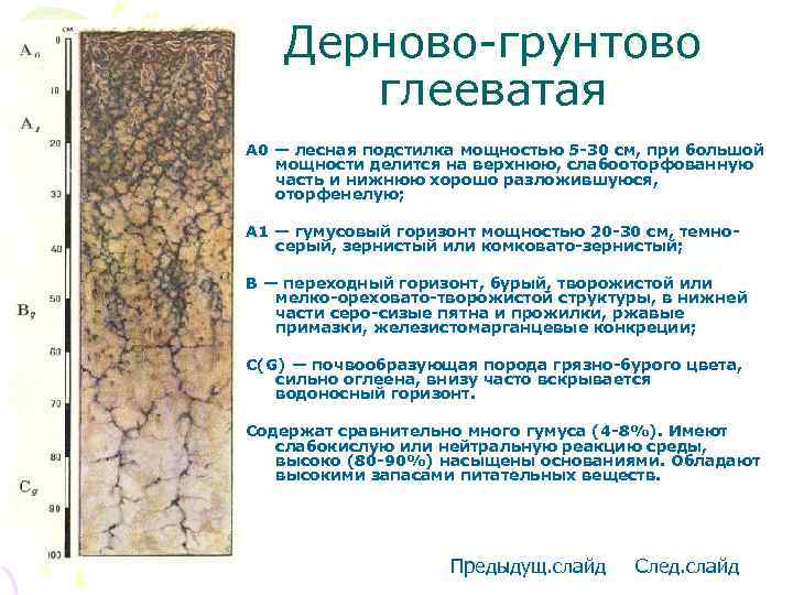 Дерново-грунтово глееватая А 0 — лесная подстилка мощностью 5 -30 см, при большой мощности
