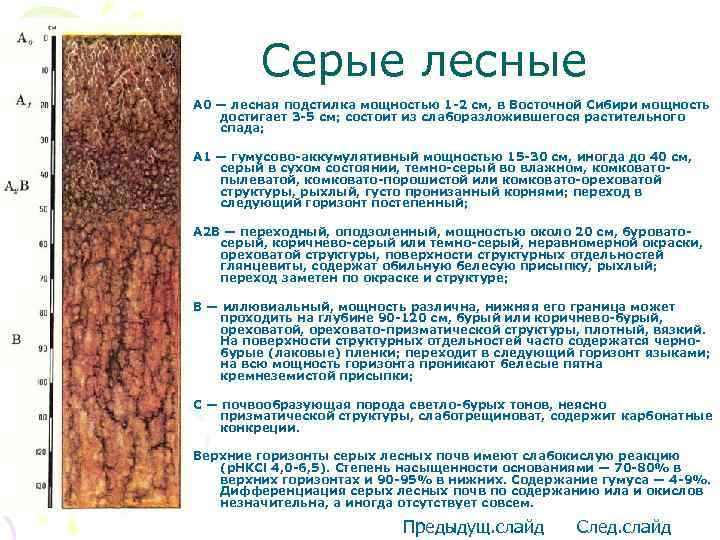 Ореховатая структура почвы