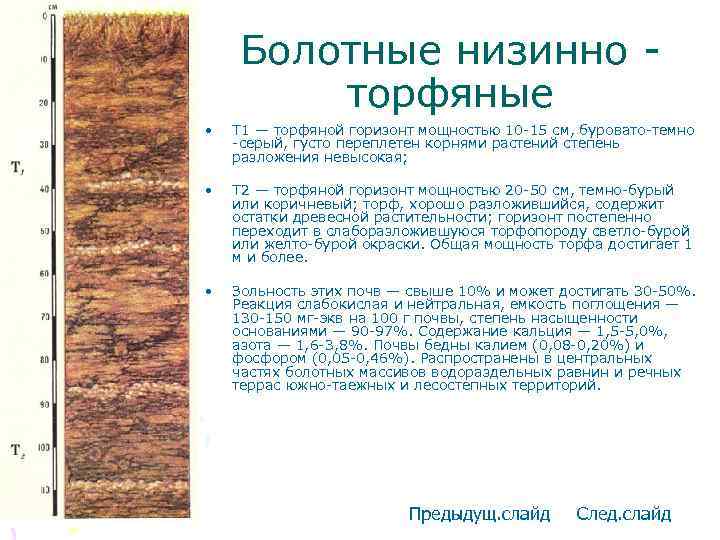 Болотные низинно торфяные • T 1 — торфяной горизонт мощностью 10 -15 см, буровато-темно