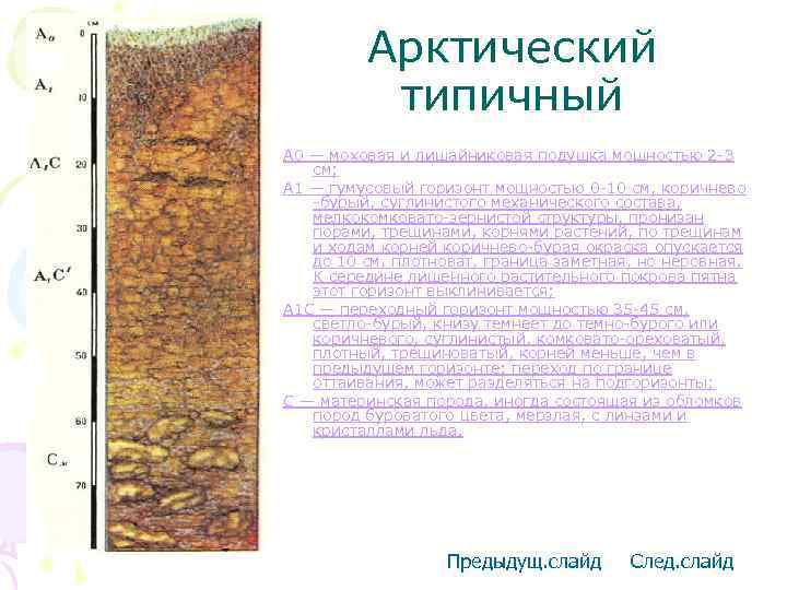 Арктический типичный А 0 — моховая и лишайниковая подушка мощностью 2 -3 см; А