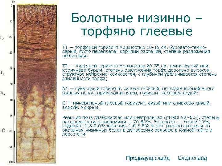 Болотные низинно – торфяно глеевые • T 1 — торфяной горизонт мощностью 10 -15