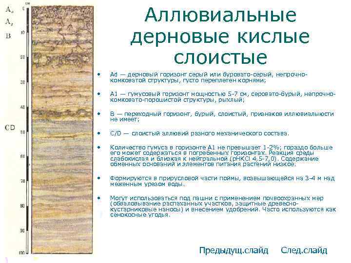 Аллювиальные дерновые кислые слоистые • Ad — дерновый горизонт серый или буровато-серый, непрочнокомковатой структуры,