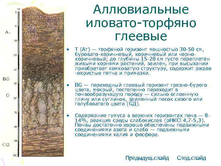Аллювиальные иловато-торфяно глеевые • Т (Ат) — торфяной горизонт мощностью 30 -50 см, буровато-коричневый,