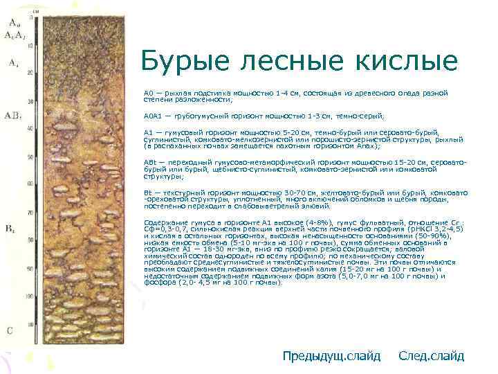 Бурые лесные кислые • A 0 — рыхлая подстилка мощностью 1 -4 см, состоящая