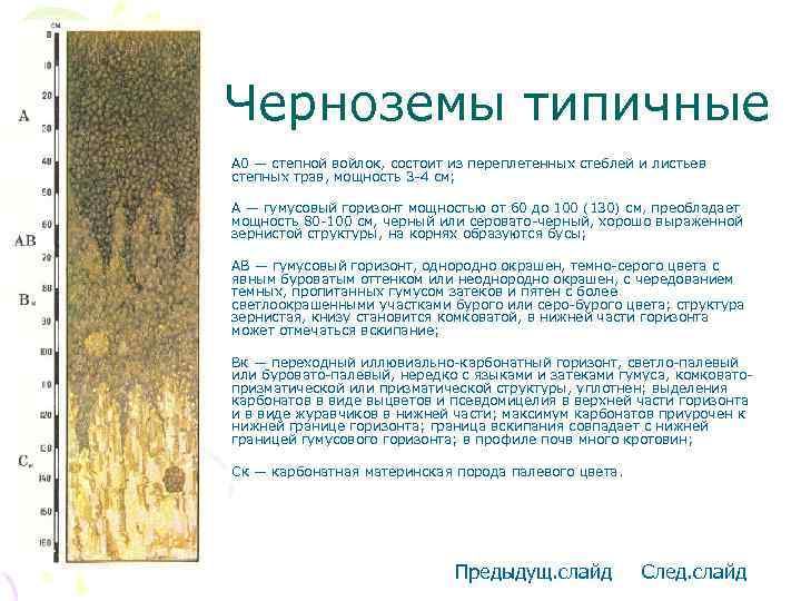 Черноземы типичные • A 0 — степной войлок, состоит из переплетенных стеблей и листьев