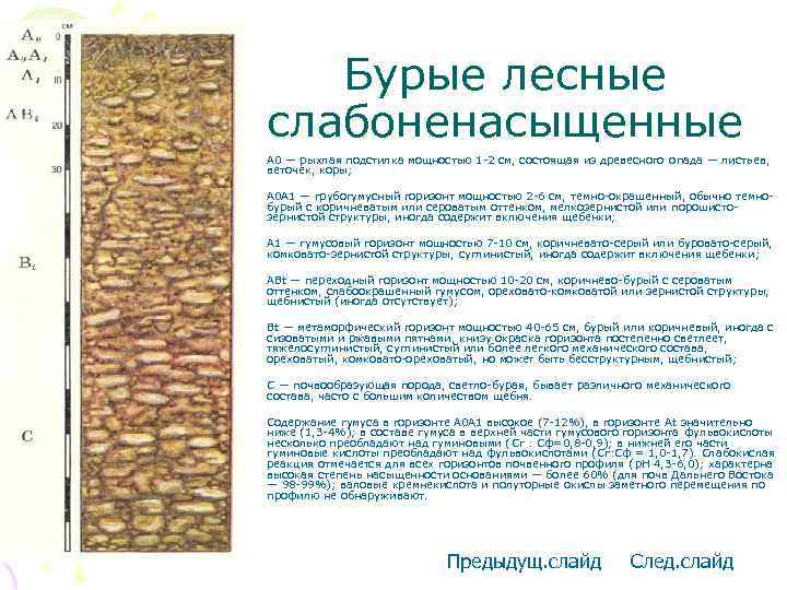 Бурые лесные слабоненасыщенные • A 0 — рыхлая подстилка мощностью 1 -2 см, состоящая