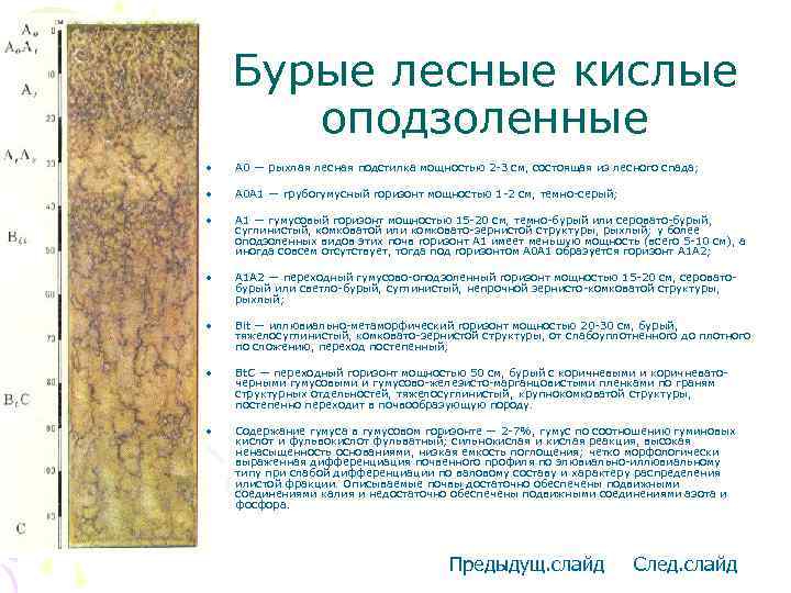 Бурые лесные кислые оподзоленные • A 0 — рыхлая лесная подстилка мощностью 2 -3