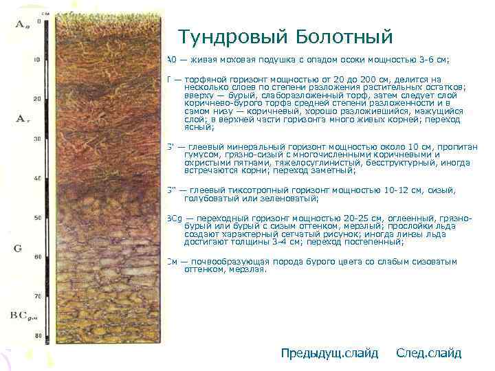 Тундра глеевые почвы плодородие