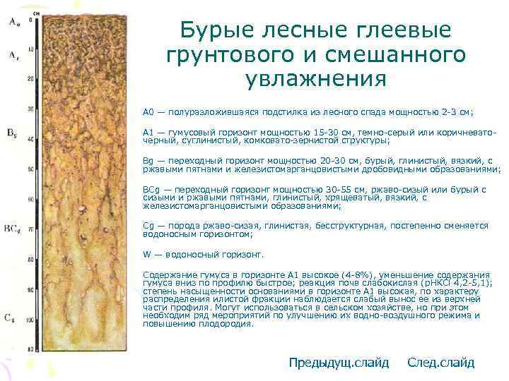 Бурые лесные глеевые грунтового и смешанного увлажнения • A 0 — полуразложившаяся подстилка из