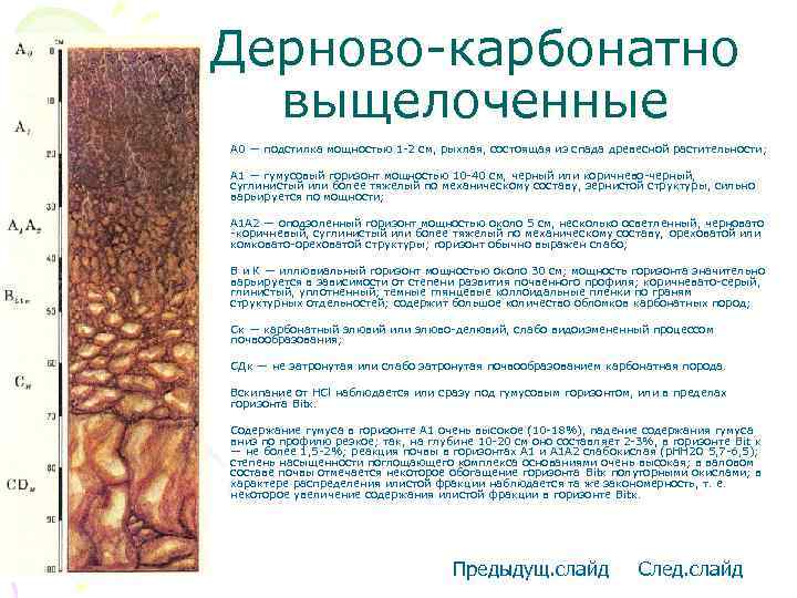 Дерново-карбонатно выщелоченные • A 0 — подстилка мощностью 1 -2 см, рыхлая, состоящая из