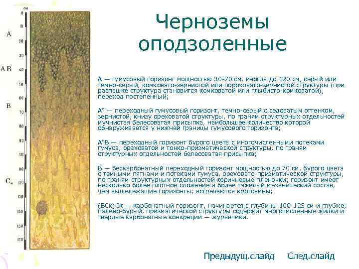 Черноземы оподзоленные • А — гумусовый горизонт мощностью 30 -70 см, иногда до 120