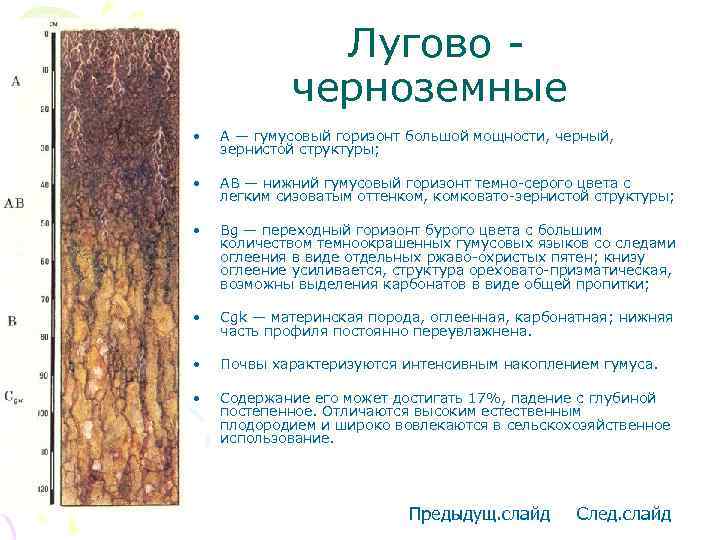 Лугово черноземные • А — гумусовый горизонт большой мощности, черный, зернистой структуры; • АВ