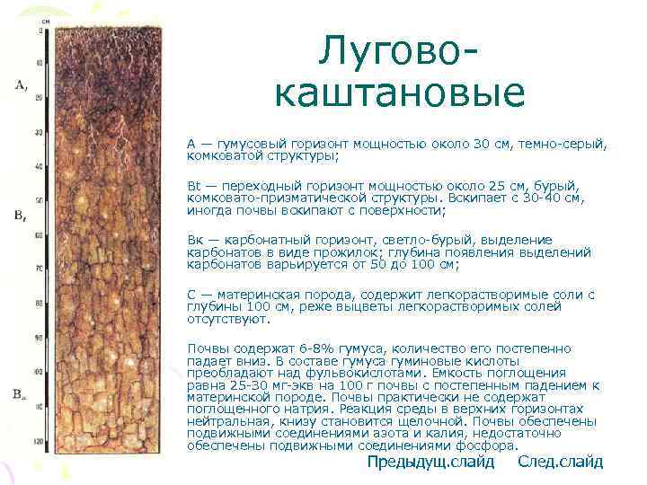 Луговокаштановые • А — гумусовый горизонт мощностью около 30 см, темно-серый, комковатой структуры; •