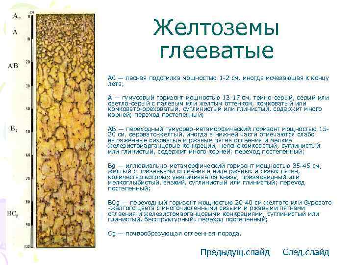 Желтоземы глееватые • А 0 — лесная подстилка мощностью 1 -2 см, иногда исчезающая