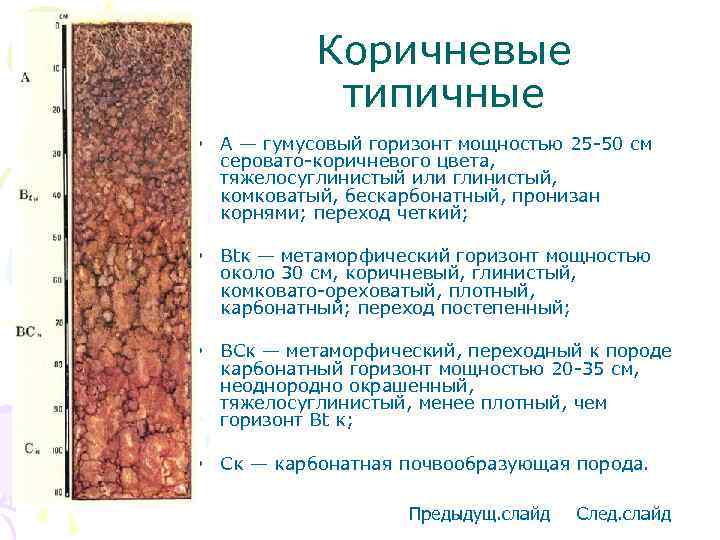 Коричневые типичные • А — гумусовый горизонт мощностью 25 -50 см серовато-коричневого цвета, тяжелосуглинистый