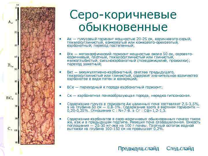 Серо-коричневые обыкновенные • Ак — гумусовый горизонт мощностью 20 -25 см, коричневато-серый, тяжелосуглинистый, комковатый