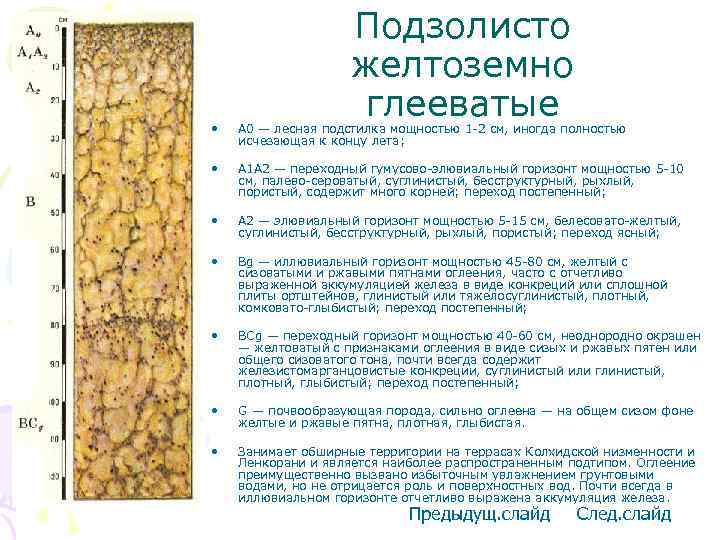 Подзолисто желтоземно глееватые • A 0 — лесная подстилка мощностью 1 -2 см, иногда