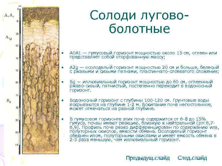 Солоди луговоболотные • A 0 A 1 — гумусовый горизонт мощностью около 15 см,