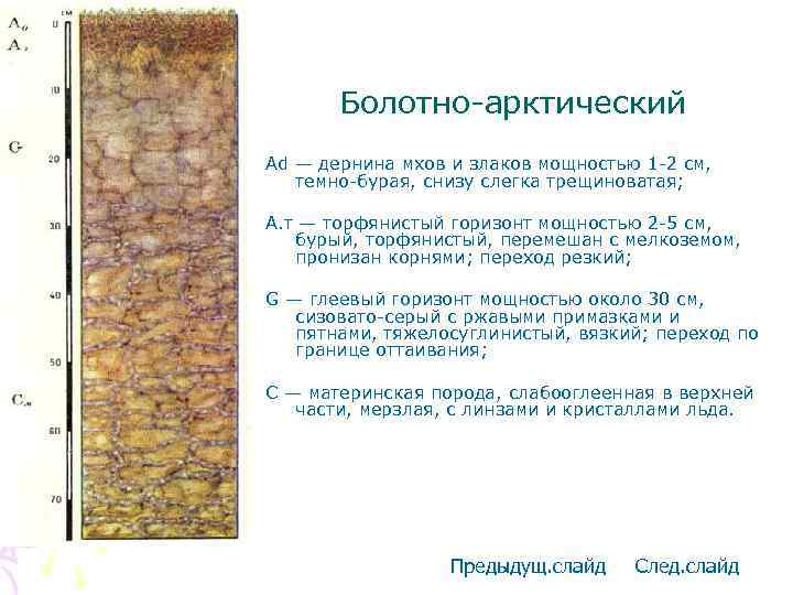 Болотно-арктический Ad — дернина мхов и злаков мощностью 1 -2 см, темно-бурая, снизу слегка