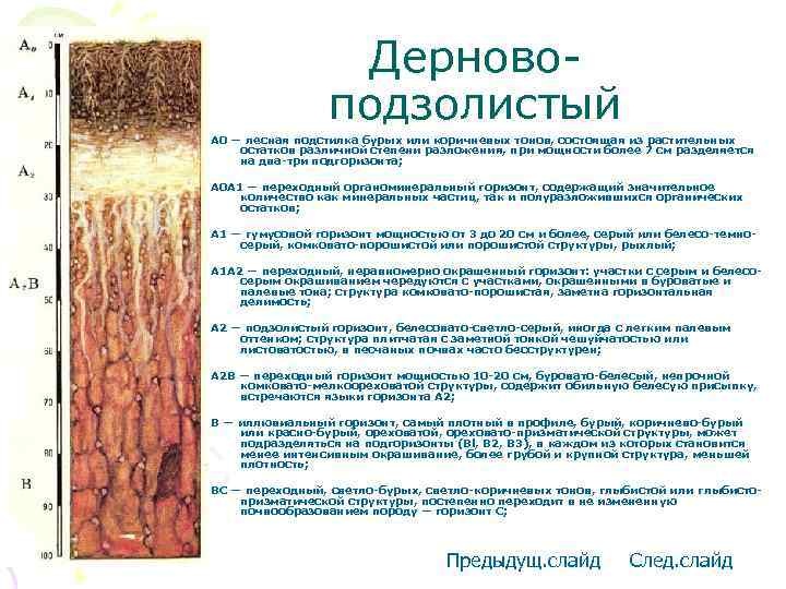 Дерновоподзолистый А 0 — лесная подстилка бурых или коричневых тонов, состоящая из растительных остатков