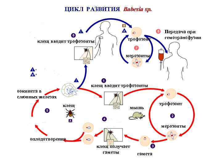 Жизненный цикл возбудителя. Babesia Bovis цикл развития. Цикл развития Babesia canis. Цикл развития Babesia SP. Пироплазмоз жизненный цикл.