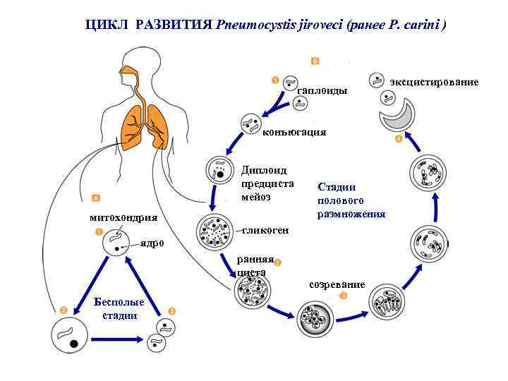 Циклы развития человека. Цикл развития пневмоцисты. Пневмоцистис жизненный цикл. Pneumocystis CARINII жизненный цикл. Пневмоциста жизненный цикл схема.