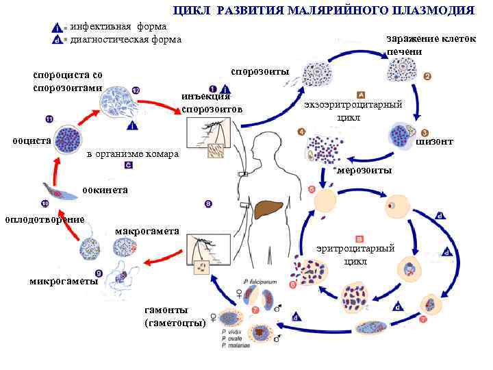 Возникновении малярии. Цикл развития малярийного плазмодия. Цикл развития малярийного плазмоида. Цикл развития малярии схема. Малярия цикл развития плазмодия.