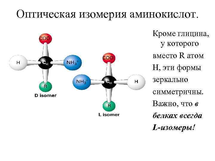 Оптическая изомерия аминокислот. Кроме глицина, у которого вместо R атом Н, эти формы зеркально