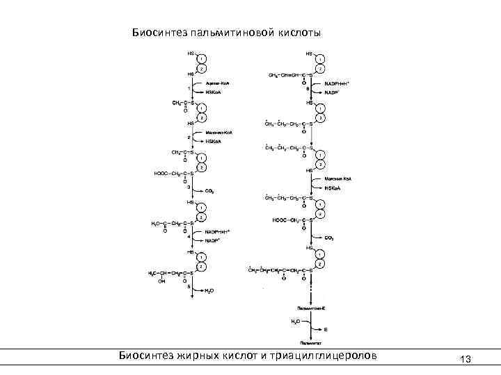  Биосинтез пальмитиновой кислоты Биосинтез жирных кислот и триацилглицеролов 13 