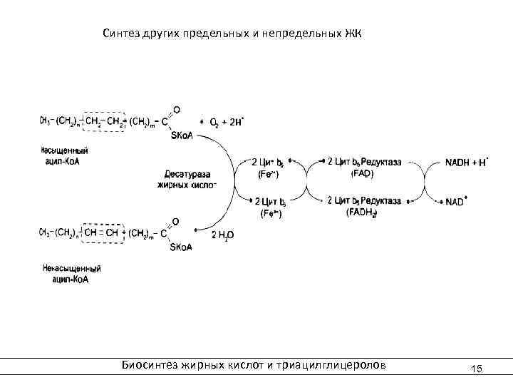 Синтез характеристика. Схема синтеза ненасыщенных жирных кислот. Биосинтез непредельных жирных кислот. Биосинтез жирных кислот и триацилглицеролов. Биосинтеза жирных кислот (предельных и непредельных).