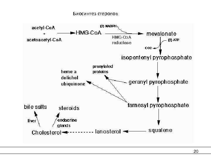  Биосинтез стеролов 20 
