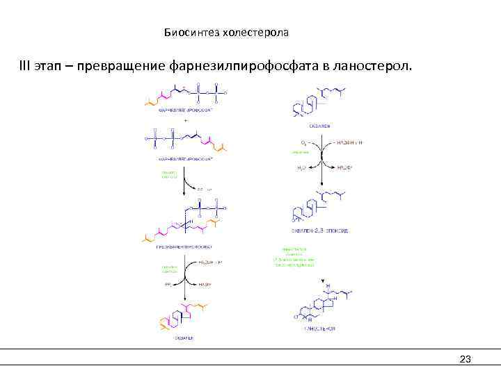  Биосинтез холестерола III этап – превращение фарнезилпирофосфата в ланостерол. 23 