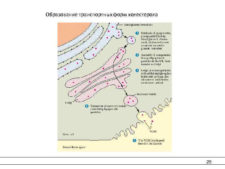  Образование транспортных форм холестерола 25 