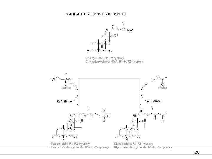  Биосинтез желчных кислот 26 
