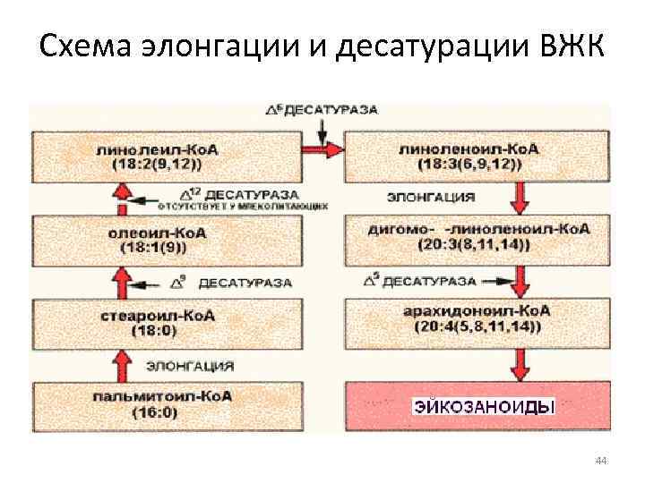 Схема элонгации и десатурации ВЖК 44 