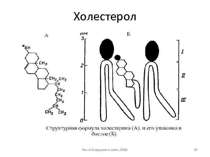 Холестерол Рис. : А. Болдырев и соавт. , 2006. 45 