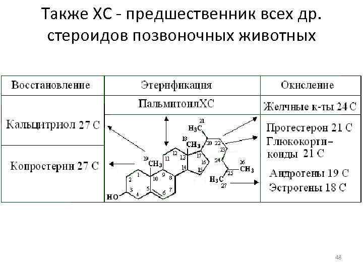 Также ХС - предшественник всех др. стероидов позвоночных животных 48 