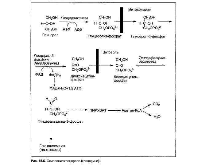 Окисление глицерола. Окисление глицерола до со2 и н2о схема. Схема окисления глицерола. Окисление глицерола до со2 и н2о. Процесс окисления глицерина биохимия.