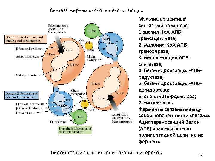  Синтаза жирных кислот млекопитающих Мультиферментный синтазный комплекс: 1. ацетил-Ко. А-АПБтрансацетилаза; 2. малонил-Ко. А-АПБтрансфераза;
