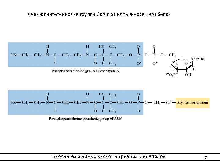  Фосфопантетеиновая группа Со. А и ацилпереносящего белка Биосинтез жирных кислот и триацилглицеролов 7